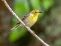 Pine Warbler - JUNE 3 2022 - Moose Brook SP - Gorham - Coos County - New Hampshire