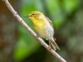 Pine Warbler - JUNE 3 2022 - Moose Brook SP - Gorham - Coos County - New Hampshire