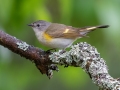 American Redstart (female) - JUNE 3 2022 - Moose Brook SP - Gorham - Coos County - New Hampshire