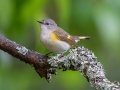 American Redstart (female) - JUNE 3 2022 - Moose Brook SP - Gorham - Coos County - New Hampshire
