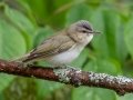 Red-eyed Vireo  - JUNE 3 2022 - Moose Brook SP - Gorham - Coos County - New Hampshire
