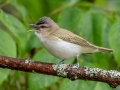 Red-eyed Vireo  - JUNE 3 2022 - Moose Brook SP - Gorham - Coos County - New Hampshire