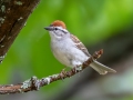 Chipping Sparrow - JUNE 3 2022 - Moose Brook SP - Gorham - Coos County - New Hampshire
