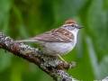 Chipping Sparrow - JUNE 3 2022 - Moose Brook SP - Gorham - Coos County - New Hampshire