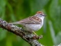Chipping Sparrow - JUNE 3 2022 - Moose Brook SP - Gorham - Coos County - New Hampshire