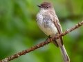 Eastern Phoebe - JUNE 3 2022 - Moose Brook SP - Gorham - Coos County - New Hampshire
