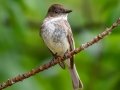 Eastern Phoebe - JUNE 3 2022 - Moose Brook SP - Gorham - Coos County - New Hampshire