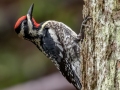 Yellow-bellied Sapsucker - Coos, New Hampshire, June 3, 2022