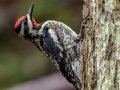Yellow-bellied Sapsucker - Coos, New Hampshire, June 3, 2022