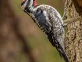 Yellow-bellied Sapsucker - Coos, New Hampshire, June 3, 2022