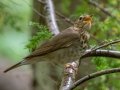 Swainson's Thrush  - JUNE 3 2022 - Moose Brook SP - Gorham - Coos County - New Hampshire
