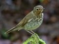 Swainson's Thrush  - JUNE 3 2022 - Moose Brook SP - Gorham - Coos County - New Hampshire