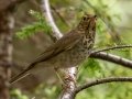 Swainson's Thrush  - JUNE 3 2022 - Moose Brook SP - Gorham - Coos County - New Hampshire