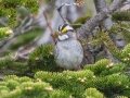 White-throated Sparrow - JUNE 1 2022 - Mount Washington Auto Road - Coos County - New Hampshire