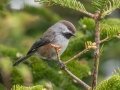 Boreal Chickadee - JUNE 1 2022 - Mount Washington Auto Road - Coos County - New Hampshire