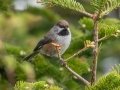 Boreal Chickadee - JUNE 1 2022 - Mount Washington Auto Road - Coos County - New Hampshire