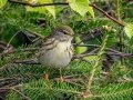 Blackpoll Warbler - JUNE 1 2022 - Mount Washington Auto Road - Coos County - New Hampshire