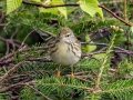 Blackpoll Warbler - JUNE 1 2022 - Mount Washington Auto Road - Coos County - New Hampshire