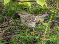 Blackpoll Warbler - JUNE 1 2022 - Mount Washington Auto Road - Coos County - New Hampshire
