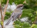 Boreal Chickadee - JUNE 1 2022 - Mount Washington Auto Road - Coos County - New Hampshire