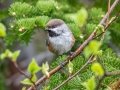 Boreal Chickadee - JUNE 1 2022 - Mount Washington Auto Road - Coos County - New Hampshire