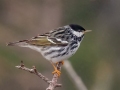 Blackpoll Warbler - JUNE 1 2022 - Mount Washington Auto Road - Coos County - New Hampshire