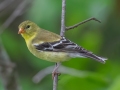 American Goldfinch - JUNE 2 2022 - Streeter Pond Rd - Sugar Hill - Grafton County - New Hampshire