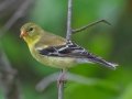 American Goldfinch - JUNE 2 2022 - Streeter Pond Rd - Sugar Hill - Grafton County - New Hampshire