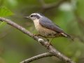 Red-breasted Nuthatch - JUNE 2 2022 - Streeter Pond Rd - Sugar Hill - Grafton County - New Hampshire