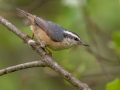 Red-breasted Nuthatch - JUNE 2 2022 - Streeter Pond Rd - Sugar Hill - Grafton County - New Hampshire
