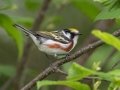 Chestnut-sided Warbler - JUNE 2 2022 - Streeter Pond Rd - Sugar Hill - Grafton County - New Hampshire