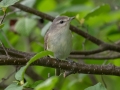 Warbling Vireo - JUNE 2 2022 - Streeter Pond Rd - Sugar Hill - Grafton County - New Hampshire