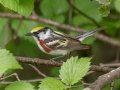 Chestnut-sided Warbler - JUNE 2 2022 - Streeter Pond Rd - Sugar Hill - Grafton County - New Hampshire
