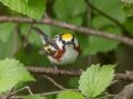 Chestnut-sided Warbler - JUNE 2 2022 - Streeter Pond Rd - Sugar Hill - Grafton County - New Hampshire