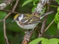 Chestnut-sided Warbler - JUNE 2 2022 - Streeter Pond Rd - Sugar Hill - Grafton County - New Hampshire