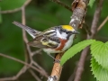 Chestnut-sided Warbler - JUNE 2 2022 - Streeter Pond Rd - Sugar Hill - Grafton County - New Hampshire