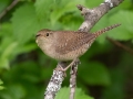 House Wren - JUNE 2 2022 - Streeter Pond Rd - Sugar Hill - Grafton County - New Hampshire