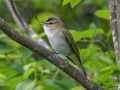 Red-eyed Vireo  - JUNE 2 2022 - Streeter Pond Rd - Sugar Hill - Grafton County - New Hampshire