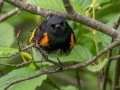 American Redstart - JUNE 2 2022 - Streeter Pond Rd - Sugar Hill - Grafton County - New Hampshire