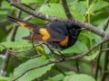 American Redstart - JUNE 2 2022 - Streeter Pond Rd - Sugar Hill - Grafton County - New Hampshire