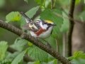 Chestnut-sided Warbler - JUNE 2 2022 - Streeter Pond Rd - Sugar Hill - Grafton County - New Hampshire