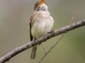 Alder Flycatcher - JUNE 3 2022 - Pondicherry NWR - Cherry Pond Access Trail Whitefield-Jefferson - Coos County - New Hampshire