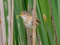 Marsh Wren - JUNE 3 2022  - Pondicherry NWR - Cherry Pond Access Trail Whitefield-Jefferson - Coos County - New Hampshire