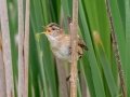 Marsh Wren - JUNE 3 2022  - Pondicherry NWR - Cherry Pond Access Trail Whitefield-Jefferson - Coos County - New Hampshire