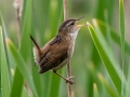 Marsh Wren - JUNE 3 2022  - Pondicherry NWR - Cherry Pond Access Trail Whitefield-Jefferson - Coos County - New Hampshire