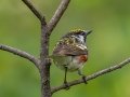 Chestnut-sided Warbler - JUNE 3 2022 - White Mountain NF - Zealand Trail Bethlehem - Grafton County - New Hampshire