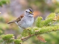 White-throated Sparrow - JUNE 1 2022 - Mount Washington Auto Road - Coos County - New Hampshire