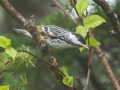 Blackpoll Warbler - JUNE 2 2022 - Cannon Mt - Franconia - Grafton County - New Hampshire