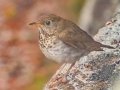 Bicknell's Thrush - JUNE 2 2022 - Cannon Mt - Franconia - Grafton County - New Hampshire