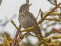 Bicknell's Thrush - JUNE 2 2022 - Cannon Mt - Franconia - Grafton County - New Hampshire